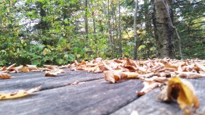 picnic area on lehigh gorge rail trail