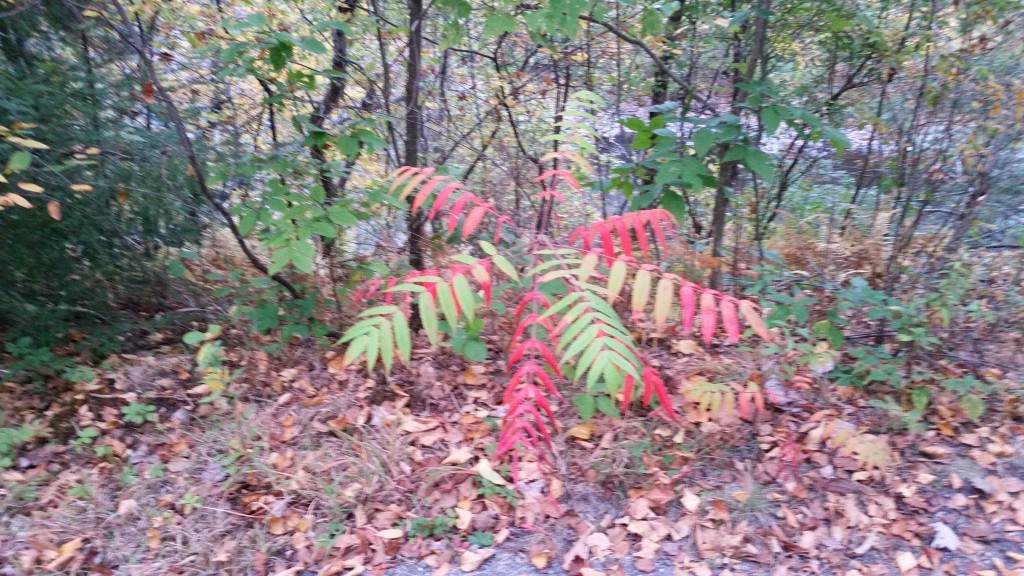 Tie Dye Fall Foliage