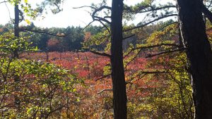 Fall Foliage Bike Tours in the Poconos