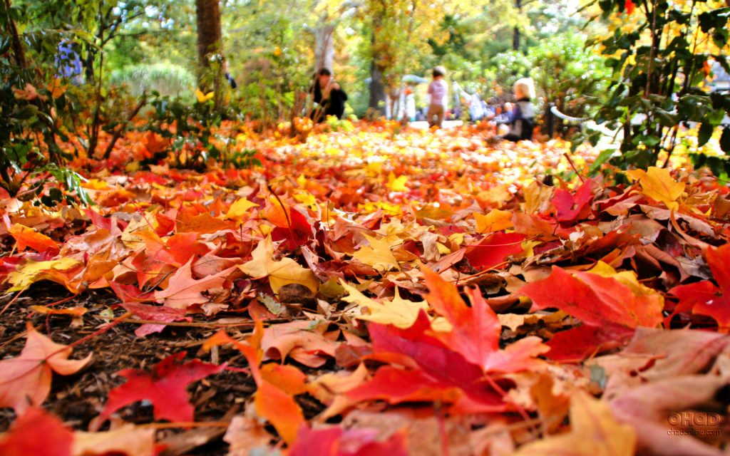 Fall Foliage Bike Tours