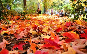 Fall Foliage Bike Tours